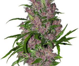 Purple Bud Automatic  White Label Seed Company Nasiona marihuany 