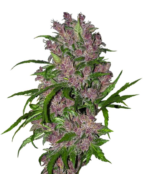 Purple Bud Automatic White Label Seed Company Nasiona marihuany