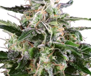 White Label Seed Company White Skunk Automatic