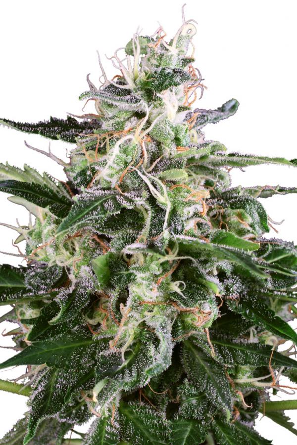 White Label Seed Company White Skunk Automatic