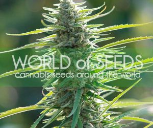 World of Seeds Colombian Gold