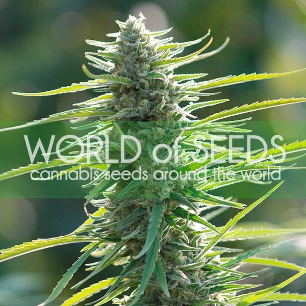 World of Seeds Colombian Gold