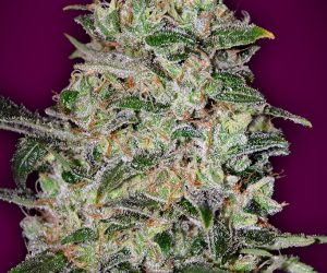 Bubble Gum Fast  00 Seeds Bank Nasiona marihuany 