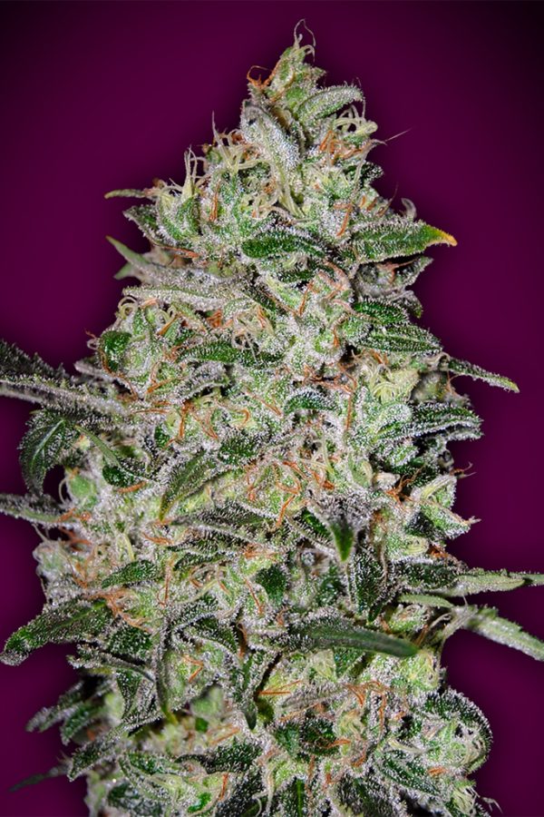 Bubble Gum Fast 00 Seeds Bank Nasiona marihuany
