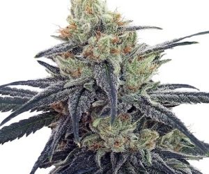 CBD #1  Ace Seeds Nasiona marihuany 