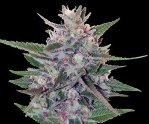 Hashplant S1  Ace Seeds Nasiona marihuany 