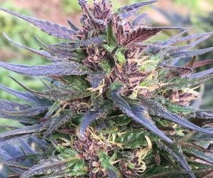 Honduras Breeze  Ace Seeds Nasiona marihuany 