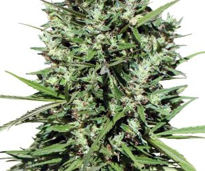 Morocco Beldia Kif  Ace Seeds Nasiona marihuany 