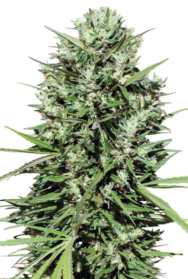 Morocco Beldia Kif Ace Seeds Nasiona marihuany