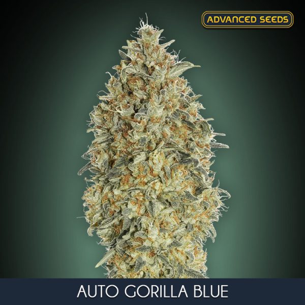 Auto Gorilla Blue Advanced Seeds Nasiona marihuany