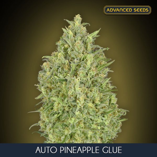Auto Pineapple Glue Advanced Seeds Nasiona marihuany
