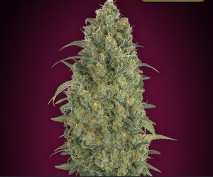 Advanced Seeds Auto Strawberry Gum