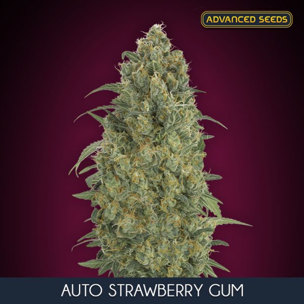 Advanced Seeds Auto Strawberry Gum