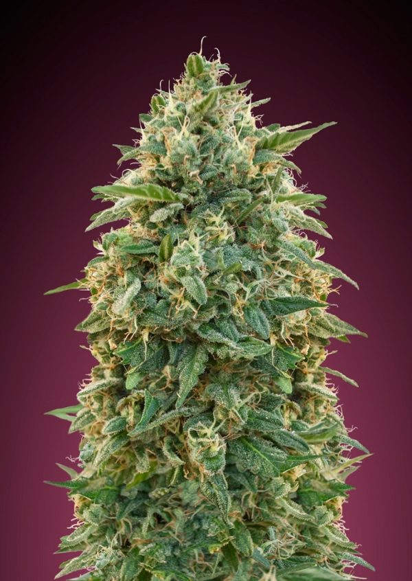 Feminized Collection #5 Advanced Seeds Nasiona marihuany