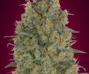 Advanced Seeds Feminized Collection #6