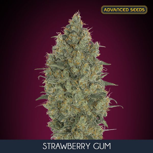 Strawberry Gum Advanced Seeds Nasiona marihuany