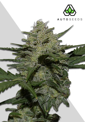 Auto Seeds Girl Scout Cookies