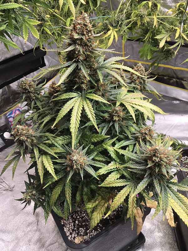 Juicy Lucy Auto Seeds