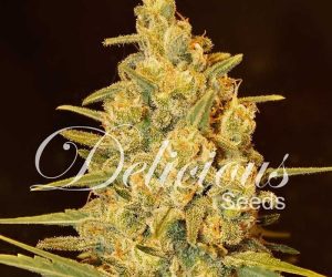 Critical Sensi Star Early Version  Delicious Seeds Nasiona marihuany 