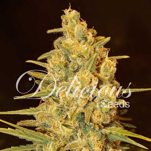 Critical Sensi Star Early Version Delicious Seeds Nasiona marihuany