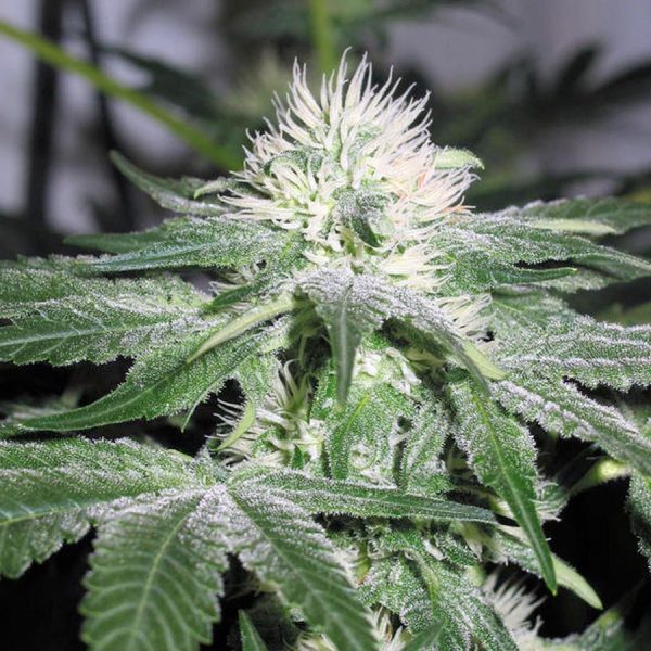 Ice Female Seeds Nasiona marihuany