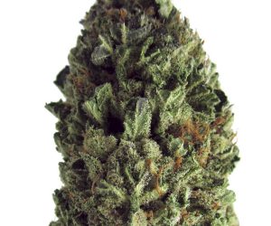 Budzilla  Heavyweight Seeds Nasiona marihuany 