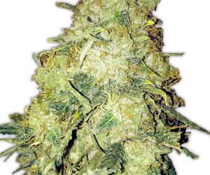 Goldmine  Heavyweight Seeds Nasiona marihuany 