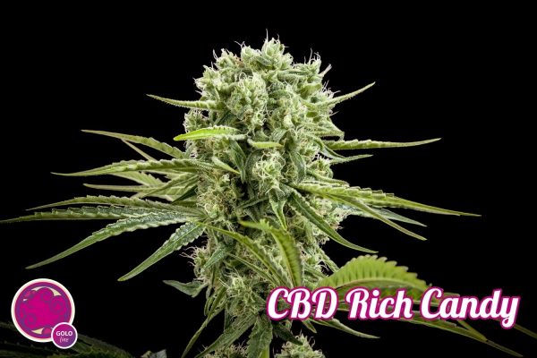 CBD Rich Candy Hiszpania