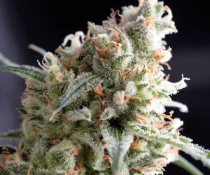 Kukulkan  Pyramid Seeds Nasiona marihuany 