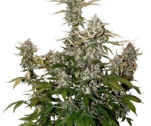 Seed Stockers O.G. Candy Dawg Kush Auto