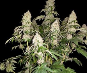 White Caramel Cookie  Sumo Seeds Nasiona marihuany 