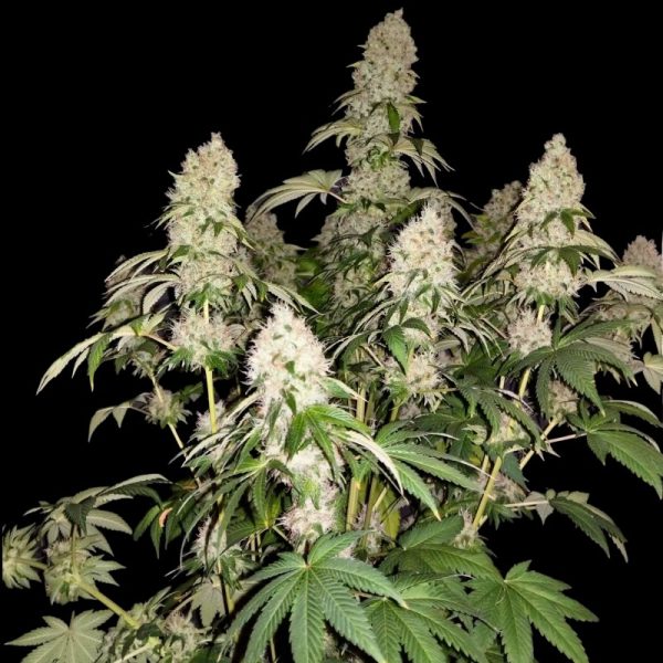 White Caramel Cookie Sumo Seeds Nasiona marihuany