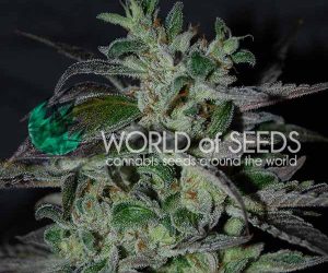 World of Seeds Strawberry Blue Early Harvest