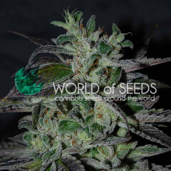 World of Seeds Strawberry Blue Early Harvest