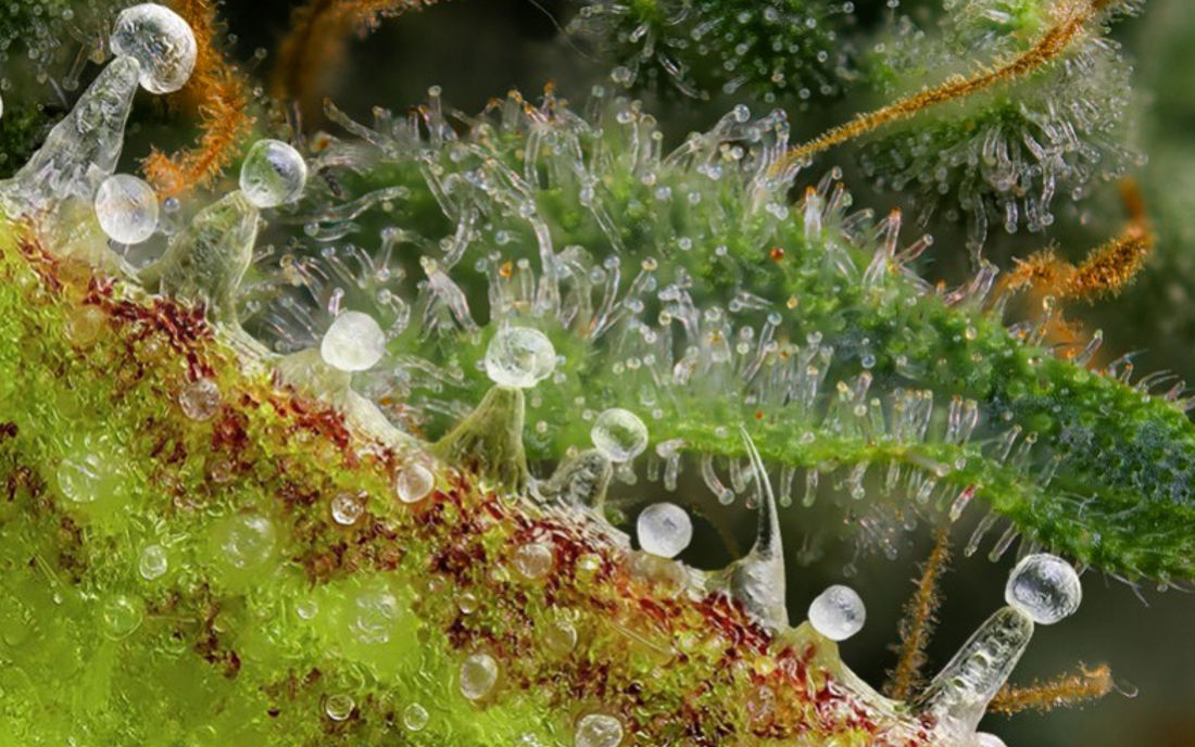 Trichomy z marihuany widziane pod mikroskopem