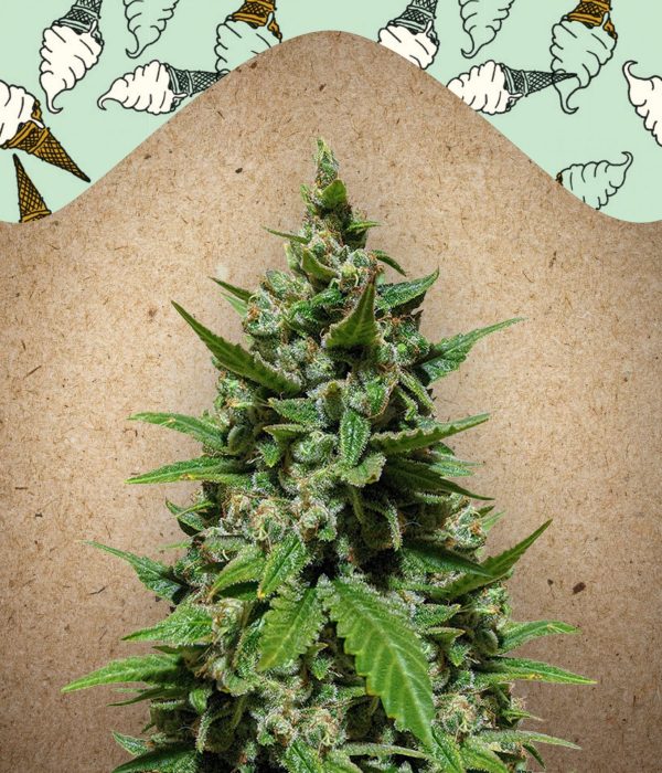 Auto Gelato Female Seeds Nasiona marihuany