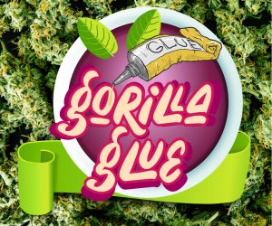 Gorilla Glue  Black Diamonds Seeds Nasiona marihuany 