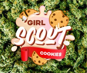 Girl Scout Cookies  Black Diamonds Seeds Nasiona marihuany 
