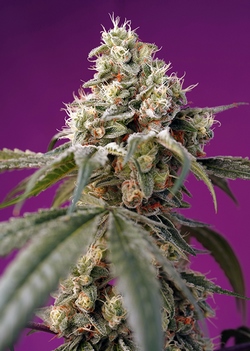 Sweet Seeds Bruce Banner Auto®