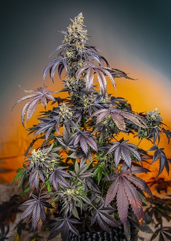 Red Gorilla Girl XL Auto Sweet Seeds Nasiona marihuany