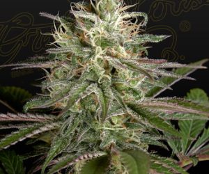 Green House Seeds Exodus Cheese x Clementine
