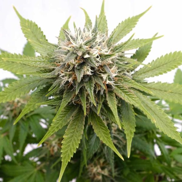 Silver Widow Kannabia Seed Company Nasiona marihuany