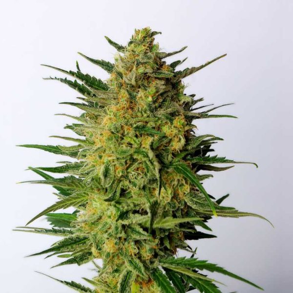 Super AK Kannabia Seed Company Nasiona marihuany