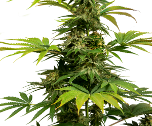 Black Harlequin  Sensi Seeds Nasiona marihuany 