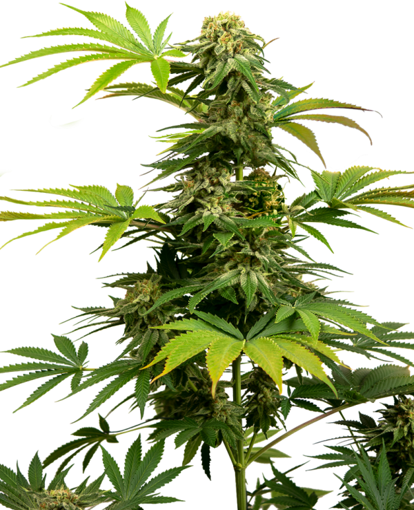 Black Harlequin Sensi Seeds Nasiona marihuany