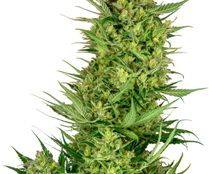 Buttercream Gelato  Sensi Seeds Nasiona marihuany 