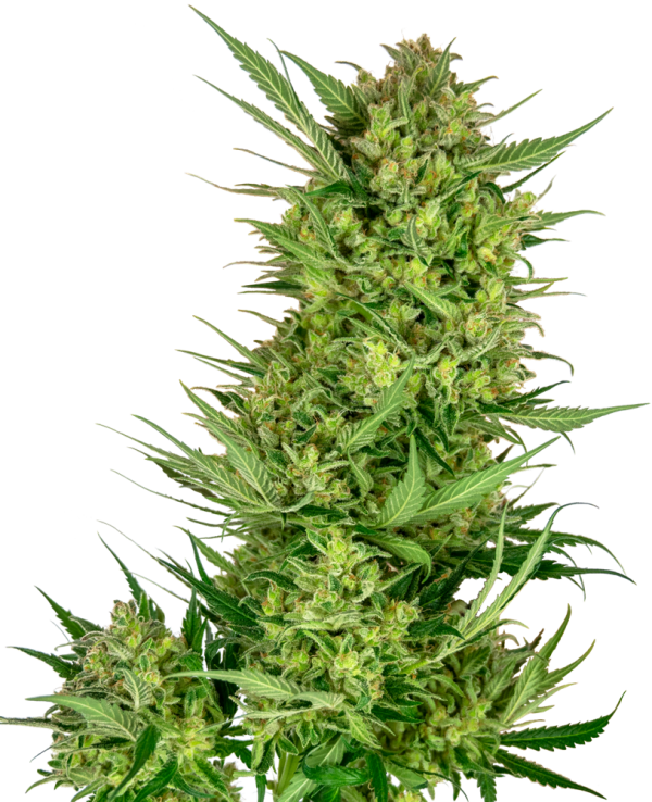 Buttercream Gelato Sensi Seeds Nasiona marihuany