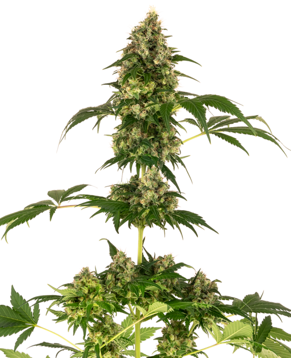 Cobalt Haze Sensi Seeds Nasiona marihuany