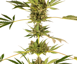 Himalayan CBD  Sensi Seeds Nasiona marihuany 