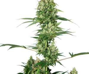 Silver Fire  Sensi Seeds Nasiona marihuany 